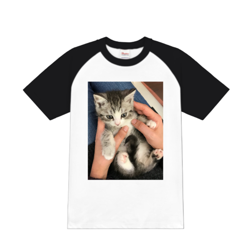 子猫のプリントと配色の切り替えが相性ばっちりなオリジナルTシャツデザイン